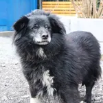 Znaleziono psa, Łódź, 2 marca 2025