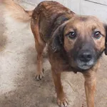 Znaleziono psa, Nowa Krępa, 27 lutego 2025