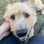 Wania - ur.ok. 15.01.2018r.