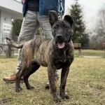 Pies do adopcji, Kraków, 16 lutego 2025