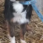 Znaleziono psa, Nowa Krępa, 8 lutego 2025