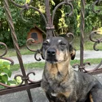 Zaginął pies, Łódź, 3 marca 2025