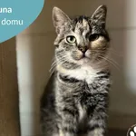 Diuna