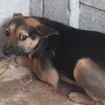 Znaleziono psa, Nowa Krępa, 27 lutego 2025