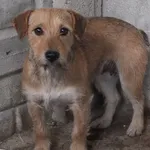 Lupanna to suczka przywieziona w dniu 26.02.2025r z terenu gm. Troszyn, nieduża, bojaźliwa do obcych