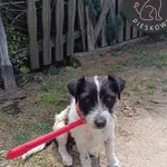 Pies do adopcji, Wolsztyn, 3 marca 2025