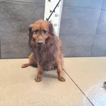 Przyjęty: 2025-03-03 Gmina: Oświęcim Płeć: Pies Opis: mieszaniec, rude