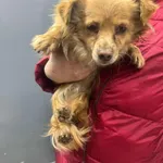 Znaleziono psa, Sosnowiec, 2 marca 2025