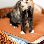 Szyszka - młodziutka, przyjazna szylkretka szuka domu!