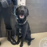 Przyjęty: 2025-03-03 Gmina: Jaworzno Płeć: Pies Opis: w typie labradora, czarne