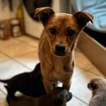 Pies do adopcji, Rytlów, 5 marca 2025