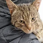 Kotek znaleziony w Jerzynie