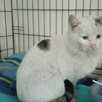 Znaleziono kota, Toruń, 2 marca 2025