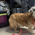 Znaleziono psa, Toruń, 2 marca 2025