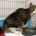 Znaleziono kota, Toruń, 1 marca 2025