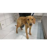 Znaleziono psa, Białystok, 3 marca 2025