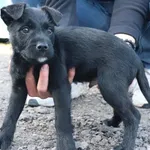 Znaleziono psa, Łódź, 4 marca 2025