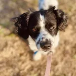 Znaleziono psa, Szczecin, 2 marca 2025