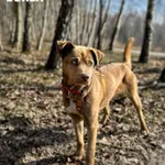 Pies do adopcji, Rytlów, 5 marca 2025