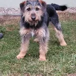 Piesek znaleziony w Rogalinku