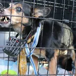 Znaleziono psa, Łódź, 5 marca 2025