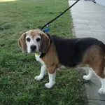 Znaleziono psa, Szczecin, 2 marca 2025