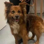 Znaleziono psa, Lublin, 4 marca 2025