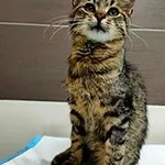 kot, mix, bury,  ok.  7 miesięcy, brak chipa Miejsce znalezienia: ul. Ganiewskiego Znaleziono dnia: 2025-02-28