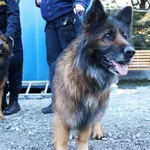 Znaleziono psa, Łódź, 6 marca 2025