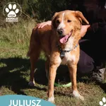Juliusz
