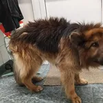 Znaleziono psa, Toruń, 2 marca 2025