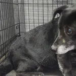 Znaleziono psa, Radom, 2 marca 2025