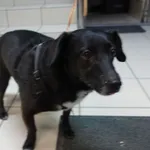 Znaleziono psa, Gdańsk, 5 marca 2025