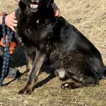 Pies do adopcji, Jelenia Góra, 16 czerwca 2024