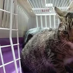 Znaleziono kota, Toruń, 2 marca 2025