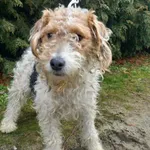 Pies do adopcji, Henrykowo, 5 lutego 2025