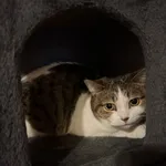 Kot do adopcji, Korabiewice, 5 marca 2025