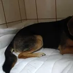 Znaleziono psa, Toruń, 2 marca 2025