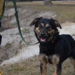 Pies do adopcji, Chełmek, 5 lutego 2025