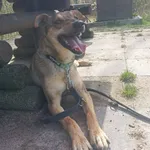 Znaleziono psa, Chojnice, 4 marca 2025