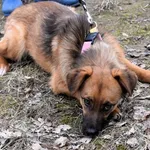 Znaleziono psa, Pieckowo, 7 marca 2025