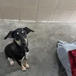 Pies do adopcji, Kraków, 21 lutego 2025