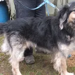 Znaleziono psa, Nowa Krępa, 20 lutego 2025