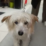 PIES ODEBRANY PRZEZ WŁAŚCICIELA