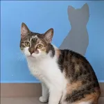 Znaleziono kota, Grudziądz, 7 marca 2025