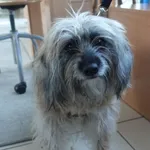 SUKA  ZNALEZIONA 08.03.2025