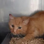 Znaleziono kota, Gdańsk, 8 marca 2025