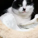 Kot do adopcji, Sosnowiec, 22 października 2024