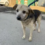 Znaleziono psa, Sosnowiec, 7 marca 2025