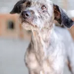 Oddam psa, Szłapy, 8 marca 2025